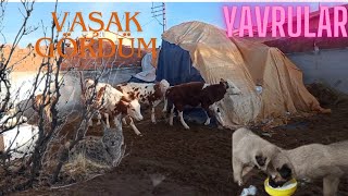 YAVRU KÖPEKLER /VAŞAK/KÖYDE YAŞAM