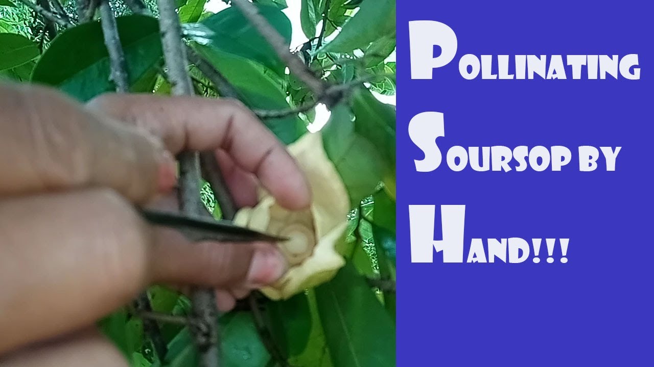 PART 1 POLLINATING THE SOURSOP BY HAND! YouTube