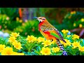 Birdsong in Forest & Relaxing Music – Beautiful Birds Singing for Inner Peace