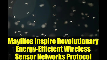 Mayflies Inspire Revolutionary Energy-Efficient Wireless Sensor Networks Protocol