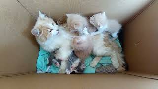 kittens / The most beautiful and sweetest cat family in the world