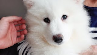 I adopted a Samoyed dog. to be so lovely by 댕댕이와야옹이 24,525 views 3 years ago 3 minutes, 39 seconds