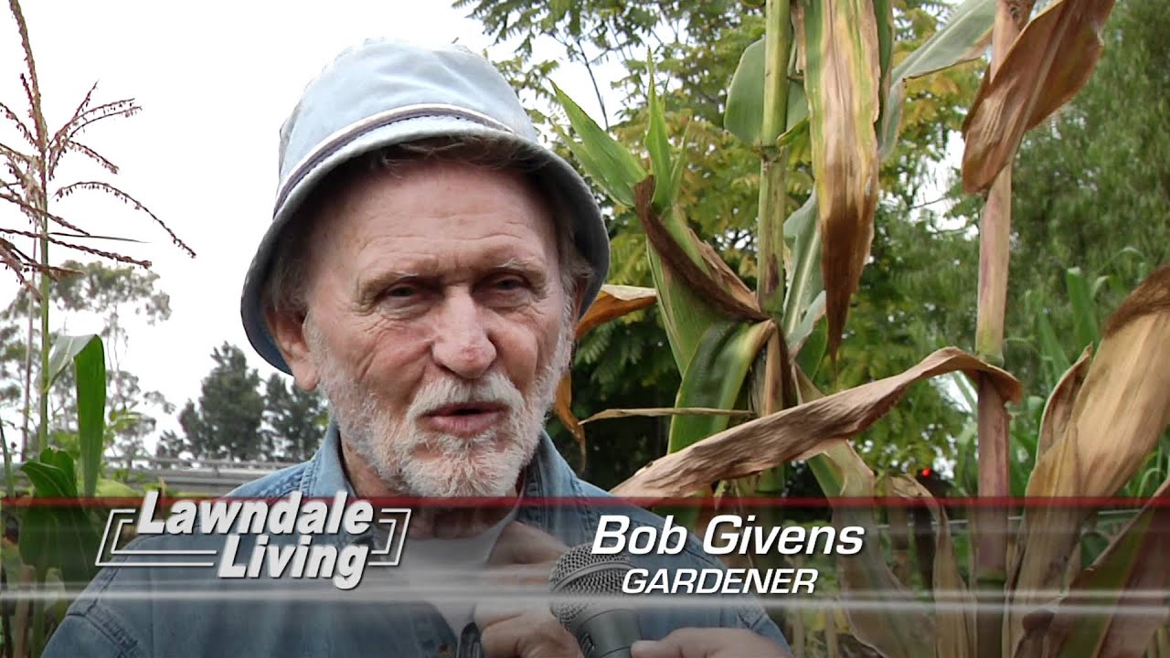 Lawndale Living   Dan McKenzie Gardens