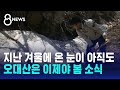 지난 겨울에 온 눈이 아직도…오대산은 이제야 봄 소식 / SBS 8뉴스