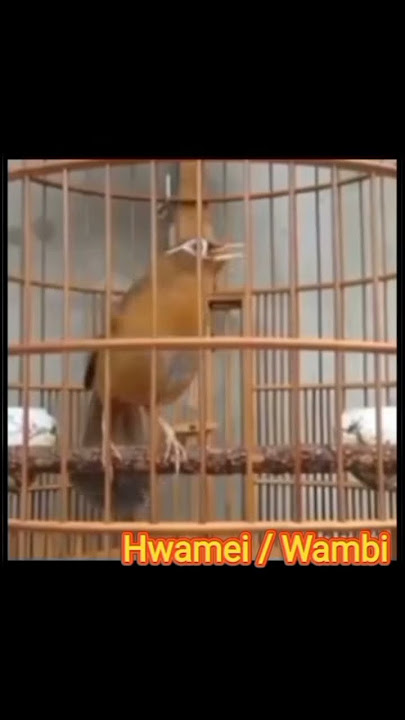 MASTERAN WAMBI ROLL PANJANG DAN JERNIH ‼️ #short #wambi #hwamei