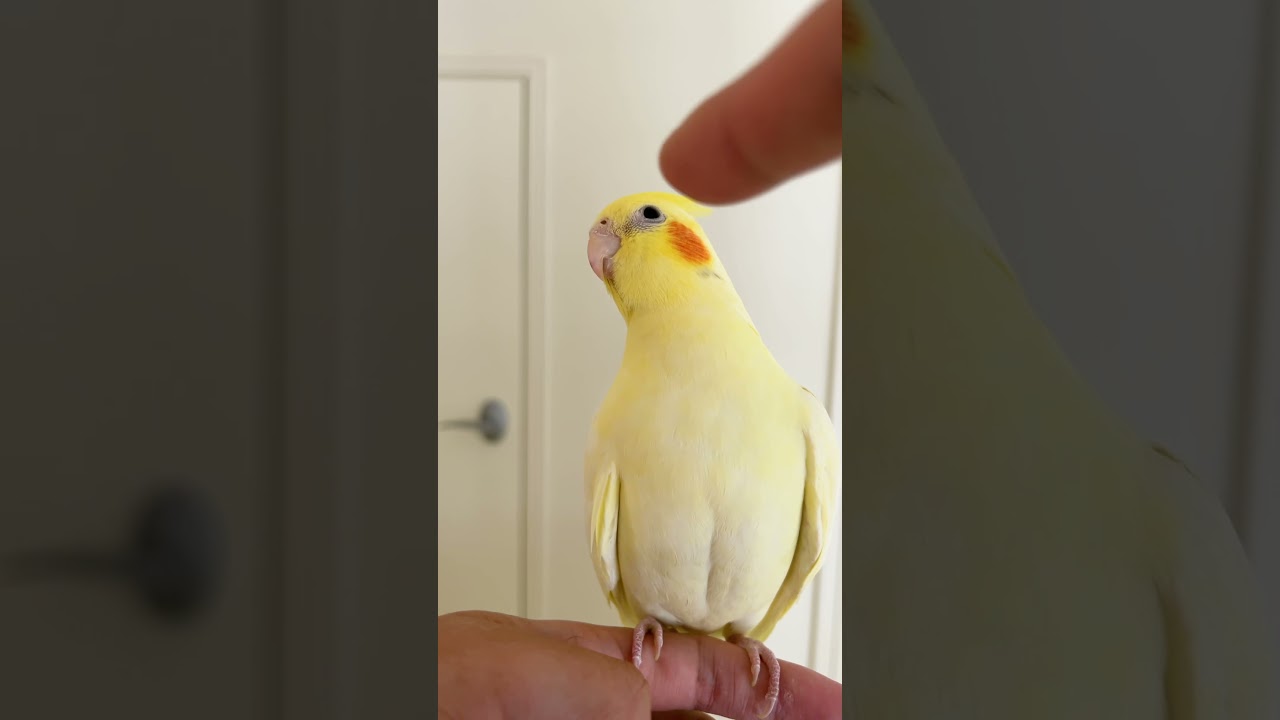 When parent blames kid. YouTube