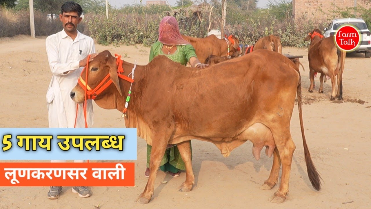 ​अब हर किसान बनेगा अमीर: ₹25,000 में टॉप क्वालिटी थारपारकर | मौका चूक न जाना! #Sahiwal #Cow #Bikaner