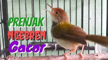 PRENJAK Ngebren Gacor Isian Menyapa Prenjak Bahan Langsung Bunyi @ TOMAN. net