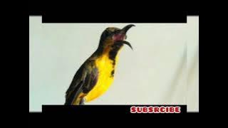 Crecetan Burung Sogok Ontong Sriganti || suara burung sogon