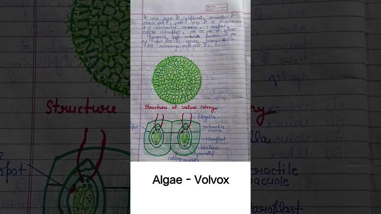 Algae- Volvox habit and habitat and reproduction 