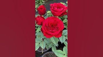 beautiful red roses #roses #rose #shorts