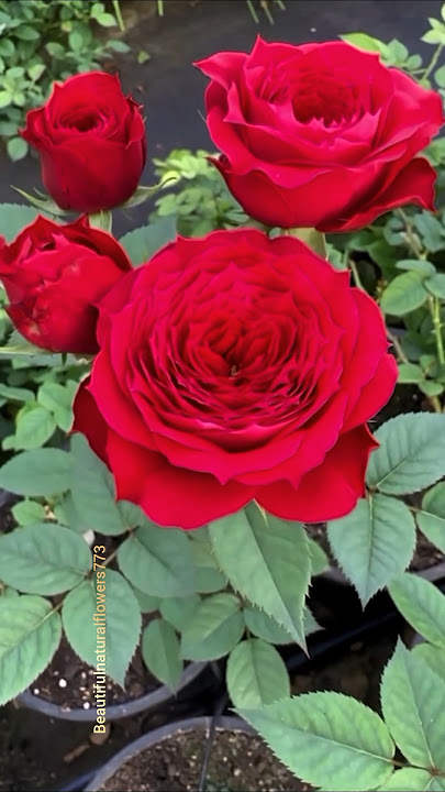 beautiful red roses #roses #rose #shorts