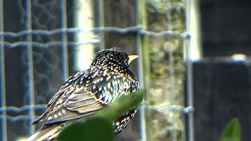 Maak kennis met de spreeuw