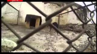 В Красноярске действует концлагерь для бродячих собак В Красноярске действует концлагерь для бродячих собак