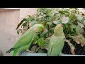 Mitthu The Speaking Parrot Talking In Urdu/Hindi