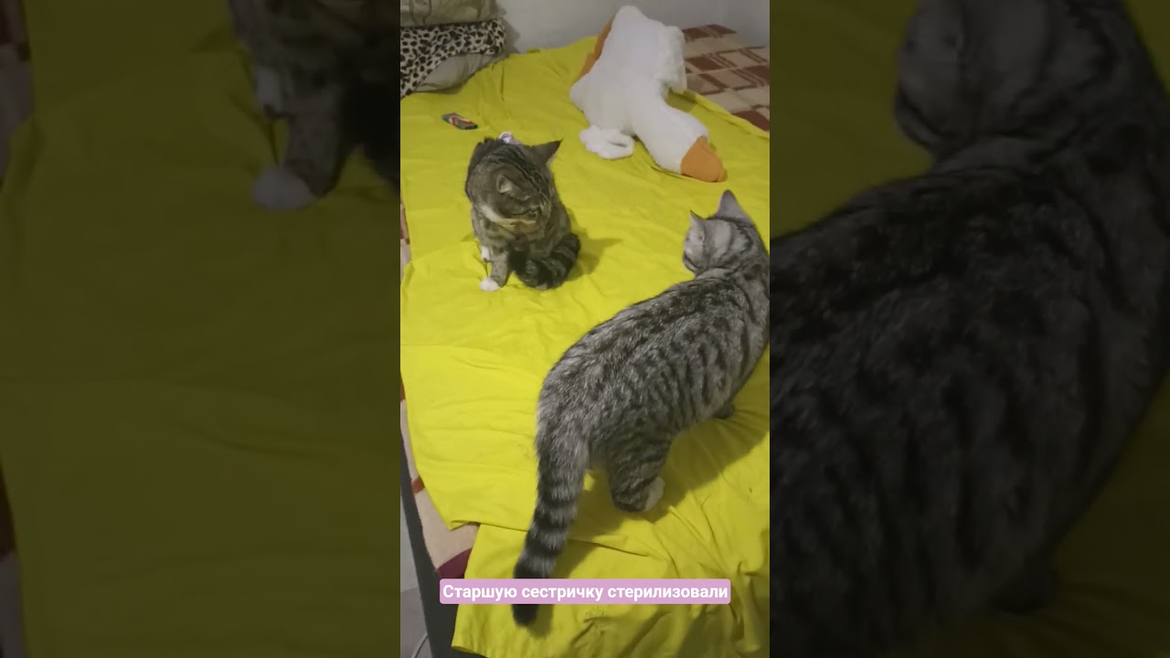 Лу́не дома стало лучше. В клинике не ела больше суток 