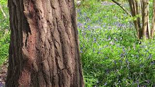 In Spring Learn Plant ID Information : English bluebell / Wild hyacinth / Common bluebell / 蓝铃花