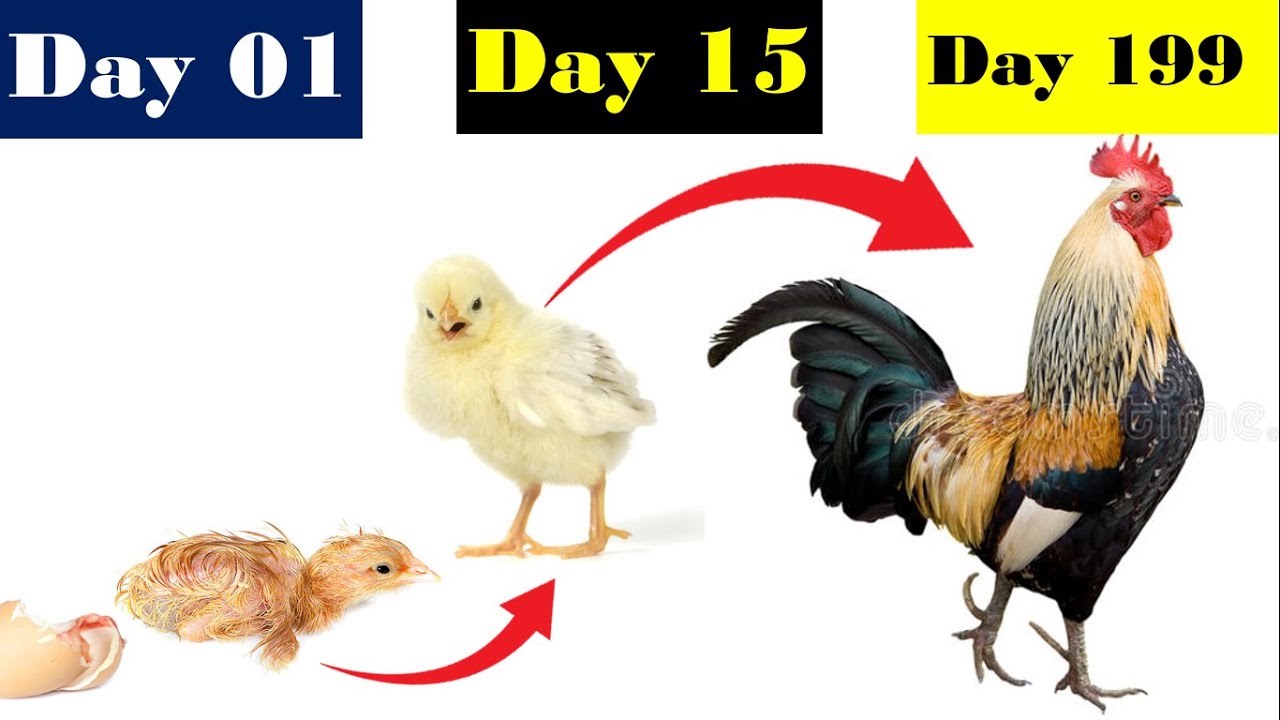How to Identify Male and Female Chicks Male & Female Chick grows up