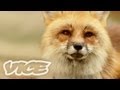 キツネ100匹！ - Fox Village