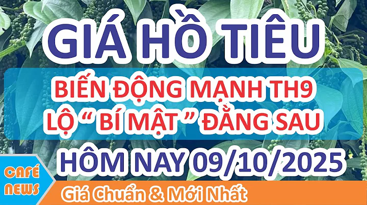 Giá hồ tiêu hôm nay ngày 09/10/2025 | Giá Tiêu Giữ Đỉnh & Giải Mã Biến Động Mạnh Trong Tháng 9