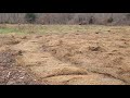 We doubled the grazing land on leased farm by dozing off thorn trees and cedars!