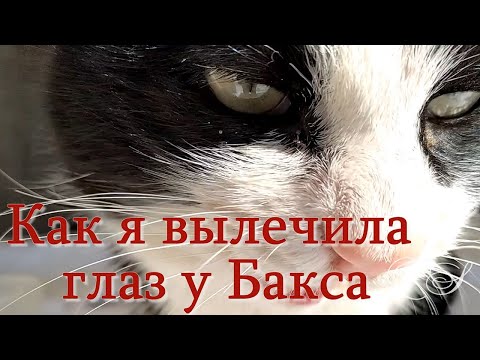 Болезни глаз у кошек. Лечение кота. Как я вылечила глаз у Бакса