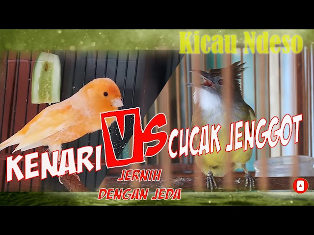 kenari vs cucak jenggot MASTERAN TOP MURAI BATU-KACER-CUCAK IJO class=