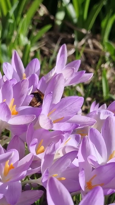 now-thats-one-big-bumble-bee-youtube