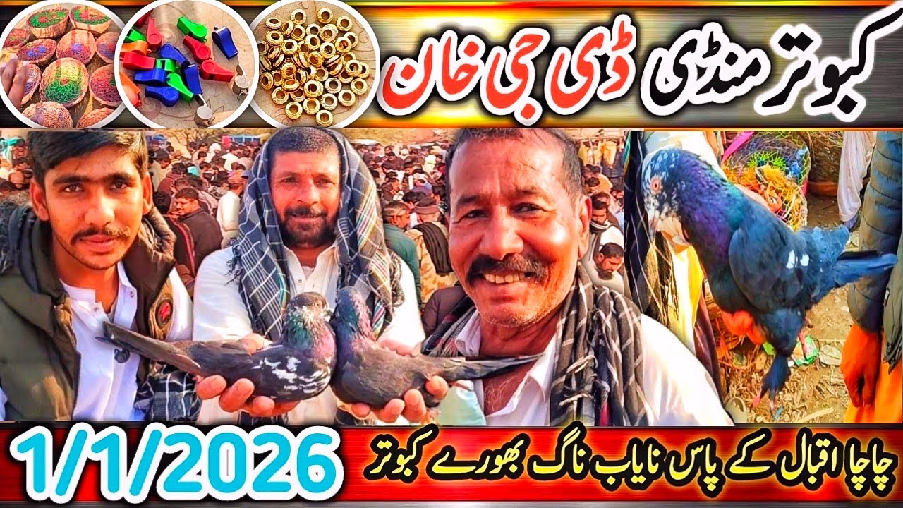Kabootar Mandi | DGKhan Latest Update 12 Vlog | Kabutar Mandi | Pigeon Market Chacha Iqbal Special