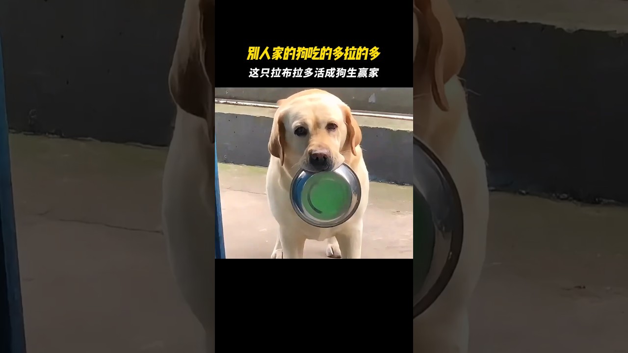 拉布拉多拉得多。#animals #神奇动物在哪里