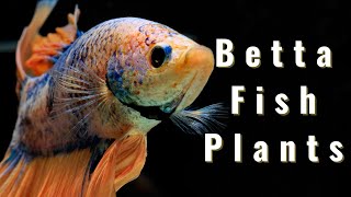 トップ10ベタフィッシュ植物-簡単な初心者水族館植物
