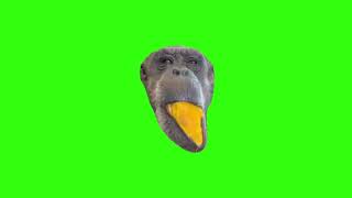 Funny Monkey Eating Mango Meme Green Screen