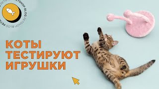 ТОП 5 интересных игрушек для кошек 😼