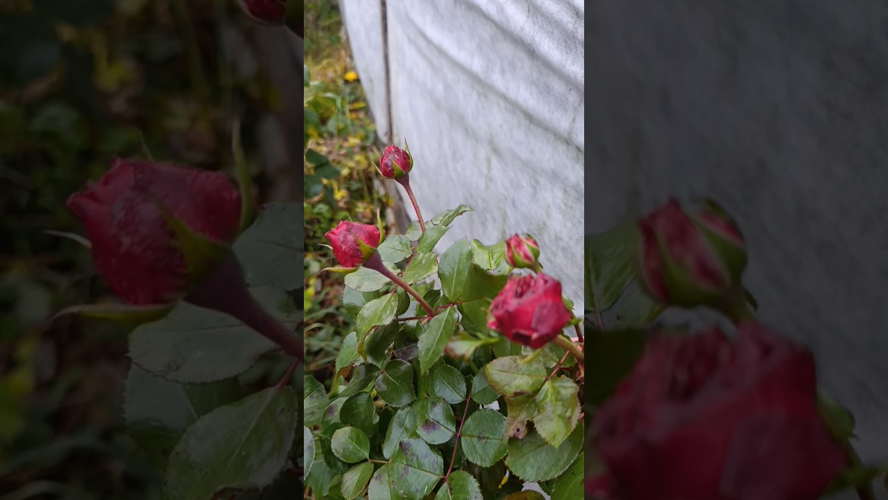 Red Leonardo da Vinci rose — late autumn bloom 🍂 26 November 2025 