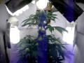 Poor Man CFL Grow (Flowering Week 3) Poor Man CFL Grow (Flowering Week 3)
