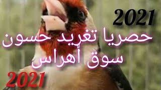 تغريد حسون سوق أهراس لتسميع صغار الحسون واد الشوك |#جديد_2021