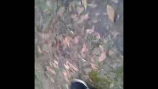 Créature Attack We Survived