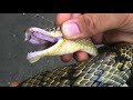 荒れ狂う2mの大蛇を素手で捕獲する方法