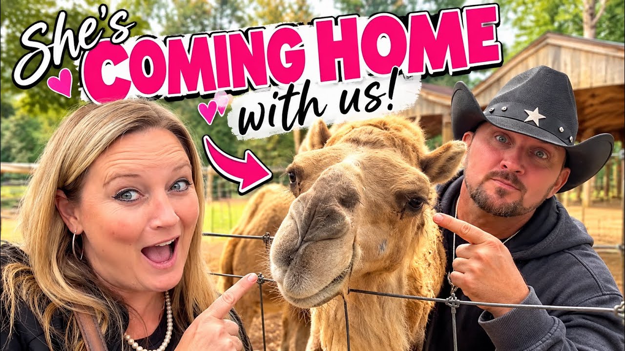 We’re Getting a Camel?
