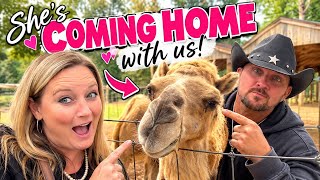 We’re Getting a Camel?