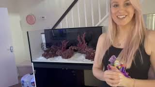 New build Redsea Reefer 350l equipment haul and fill up of new mixed reef tank