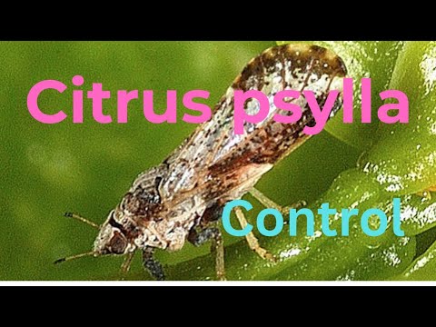 Preventing Citrus Psylla Damage | Identification & Control Tips for Healthy Citrus Crops.