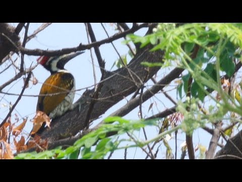 Black Rumped Flameback 