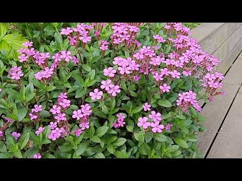 Sweet William Catchfly