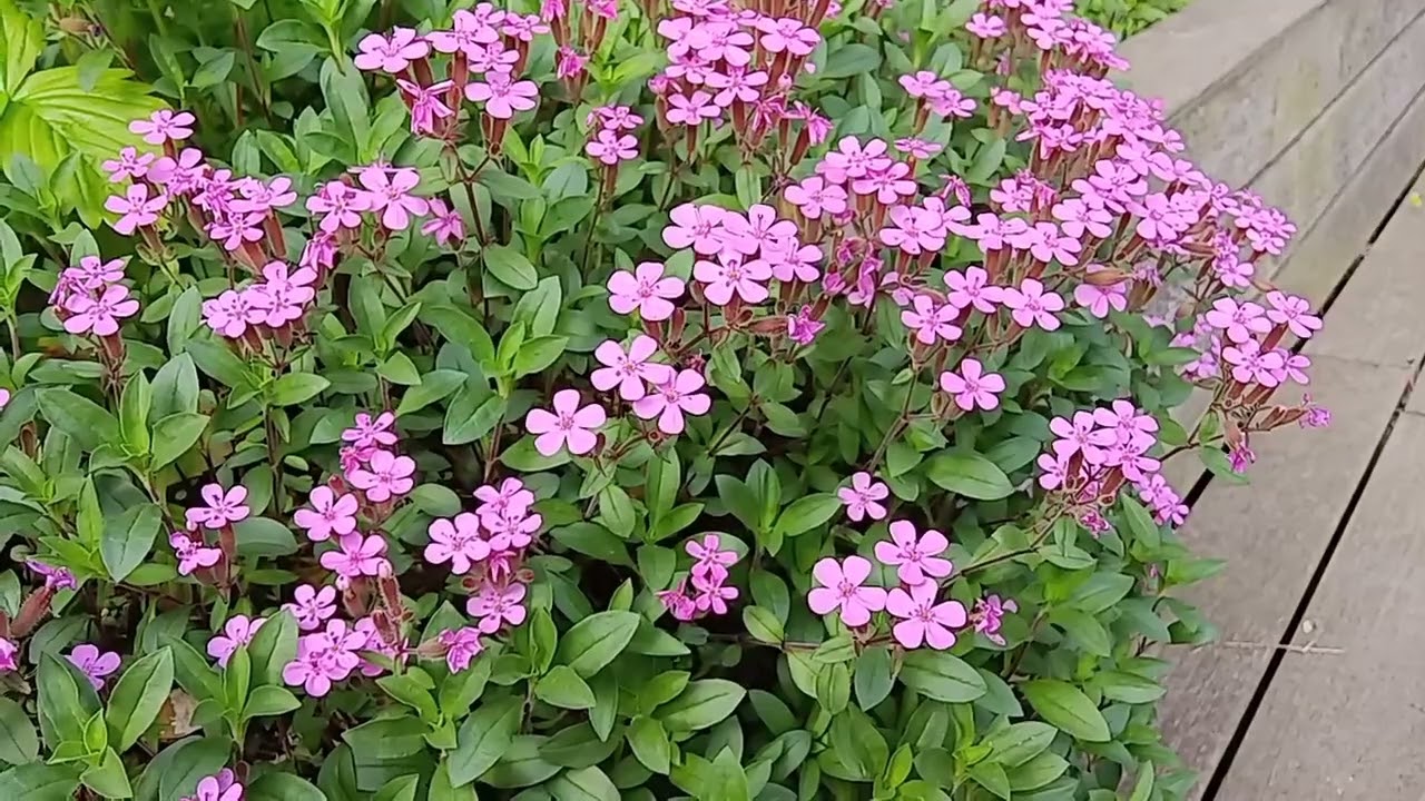Sweet William Catchfly
