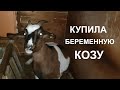 НА ХУТОР ЗА КОЗОЙ, ПОПОЛНЕНИЕ В ХОЗЯЙСТВЕ/КУПИЛА БЕРЕМЕННУЮ КОЗУ