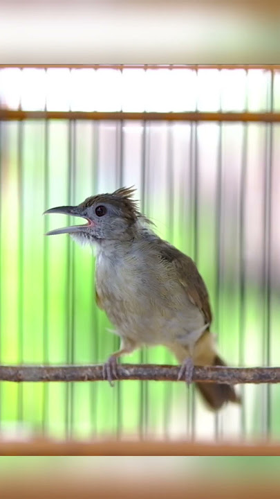 KAPAS TEMBAK GACOR NGEBREN NEMBAK PANJANG #kapastembak #birds #kapastembakgacor