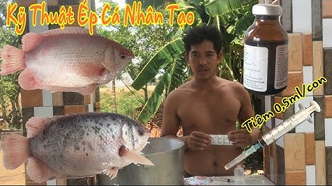 Kỹ Thuật Sinh Sản Nhân Tạo Cho Cá Mùi “Hường” Từ A-Z ( 99% Thành Công )