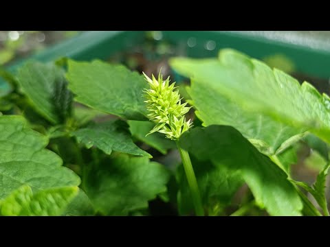 Иссоп - зимующий