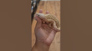 #snake #ballpython #reptile #animal #animals #snakes #ballpythons #reptiles #animalshorts #pet #cute